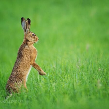 Кролик на матче Техас-Оклахома напомнил о других случаях появления животных на поле